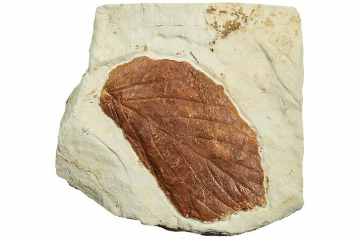 Fossil Leaf (Beringiaphyllum) - Montana #223828